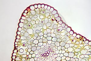 Generalized plant cells
