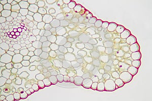 Generalized plant cells
