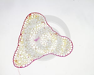 Generalized plant cells