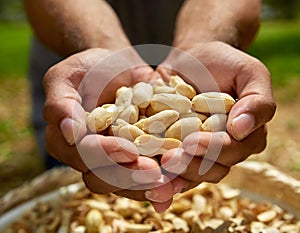 Cupped hands holding peanuts