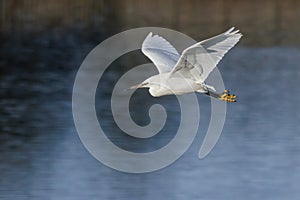 Little Egret - Egretta garzetta in flight over a wetland.