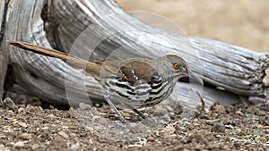 Long-billed thrasher on the ground at the La Lomita Bird and Wildlife Photography Ranch in Texas. photo