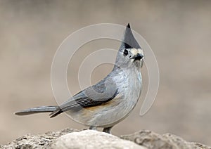 Black-crested titmouse on a stone in Transitions Wildlife Photography Ranch in Texas.