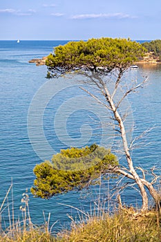 Pine tree in the bay of Es Calo, Mallorca photo