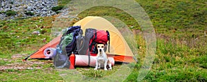 Dog camping. small dog sits near a tent with backpacks on a hike photo