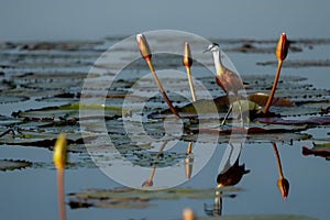 African Jacana (Actophilornis africanus) wading between a field of Water Lilies photo