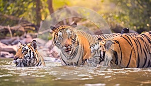 three tigers playing water in the nature