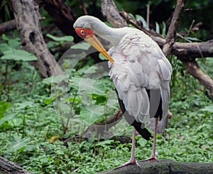 Yellow-Billed Stork In Nile River Wetlands photo