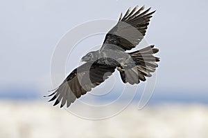 Large-billed crow (Corvus macrorhynchos) in flight photo