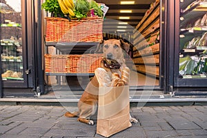 Dog guards a paper bag full with bread photo