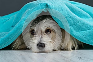 Dog in bed though it is not allowed photo