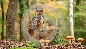 Owl Perched on a Wooden Stump