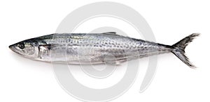 Japanese Spanish mackerel photo