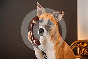 Dog tries to make a phone call photo