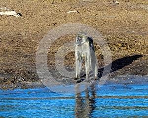 Chacma baboon on a beach covered with elephant dung at the edge of the Chobe River in Africa.