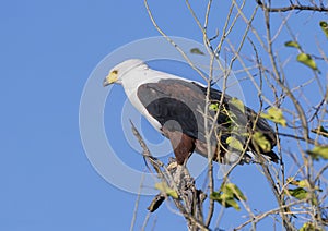 African fish eagle perched in a tree in the Okavango Delta in Botswana, Africa.