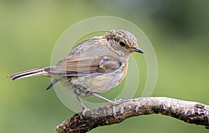 Jevenile Robin Erithacus