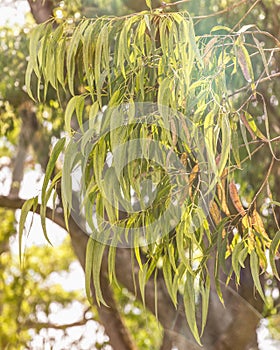 Gum tree, Eucalyptus tree.