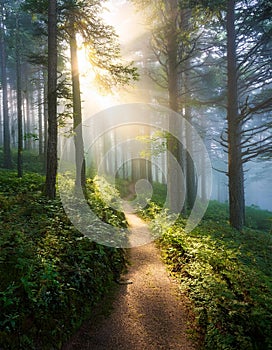 Whispers of the Forest: A Serene Pathway Through Misty Woods photo