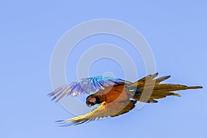 A blue-and-yellow macaw flying.