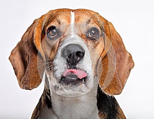 Beagle grimaces, on a white background