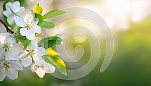 Spring Blossoms in Sunlight Generated Ai image