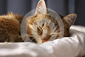 Cat sleeping in the bed. World Sleep Day. Two kittens are sleeping together on a bed. Generative AI