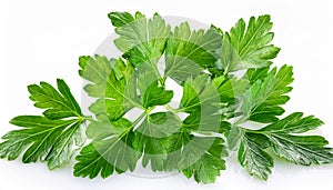 Fresh parsleys isolated on white background. Macro shot.