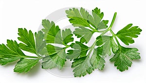 Fresh parsleys isolated on white background. Macro shot.