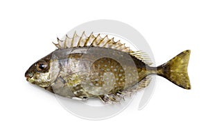 Mottled spinefoot, Aigo