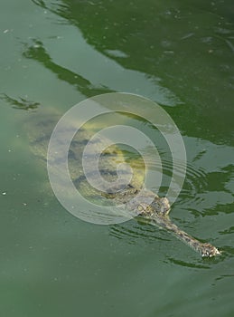 Napalese Crocadile in Green Water of a Pond