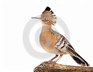 Isolated Lyre Bird on White