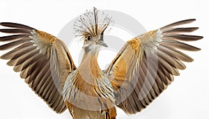 Isolated Lyre Bird on White