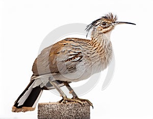 Isolated Lyre Bird on White