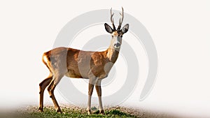 Roe deer standing isolated on white background.