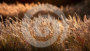 Golden Grassland Sunset