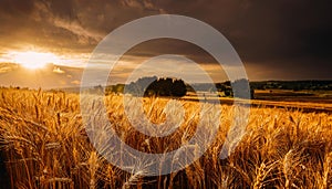 Beautiful Image of Golden Wheat Field. Harvest concept.