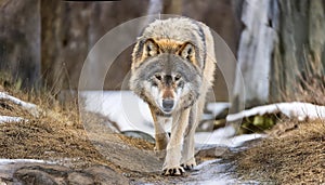 A big timber wolf walking dangerously close