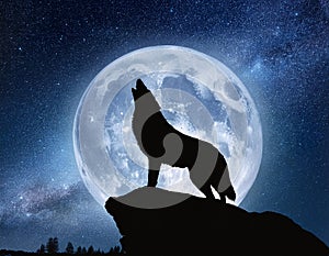 Howling wolf. A sky full of stars and a wolf howling wirg moon background