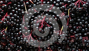 Elderberry - Food Pattern - Generated by Ai.