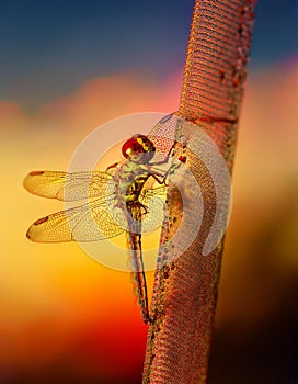 Sleeping beautiful dragonfly. focus stacking. Macro
