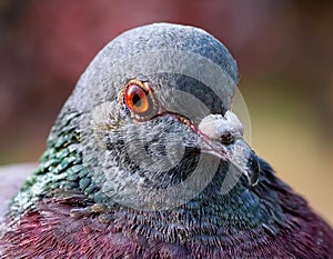 Pigeon eyes. Pigeon (Columba livia) eyes