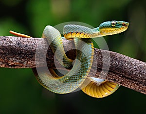 Wagler s pit viper on tree branch