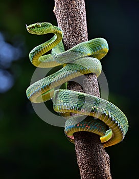 Wagler s pit viper on tree branch