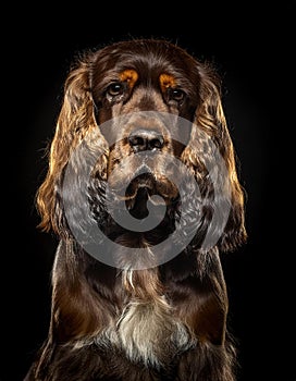 Cocker Spaniel on black background.