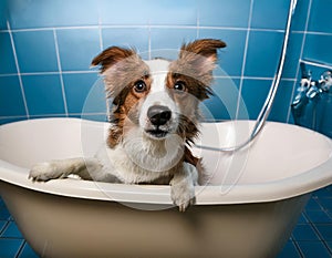 Dog in bath tub, afraid of having to get bathed. Humorous dog sitting in a bath tub, scared about having a bath.