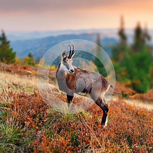 Chamois tanding on the horizon. Rupicapra rupicapra.