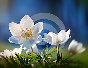Close up on white anemone or windflower by springtime