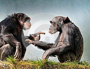Two chimpanzees talking. Two chimpanzees meeting with each other apparently having a discussion using hand gestures
