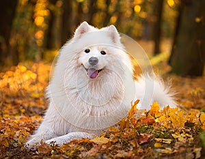 A beautiful white Samoyed dog in the autumn forest.
